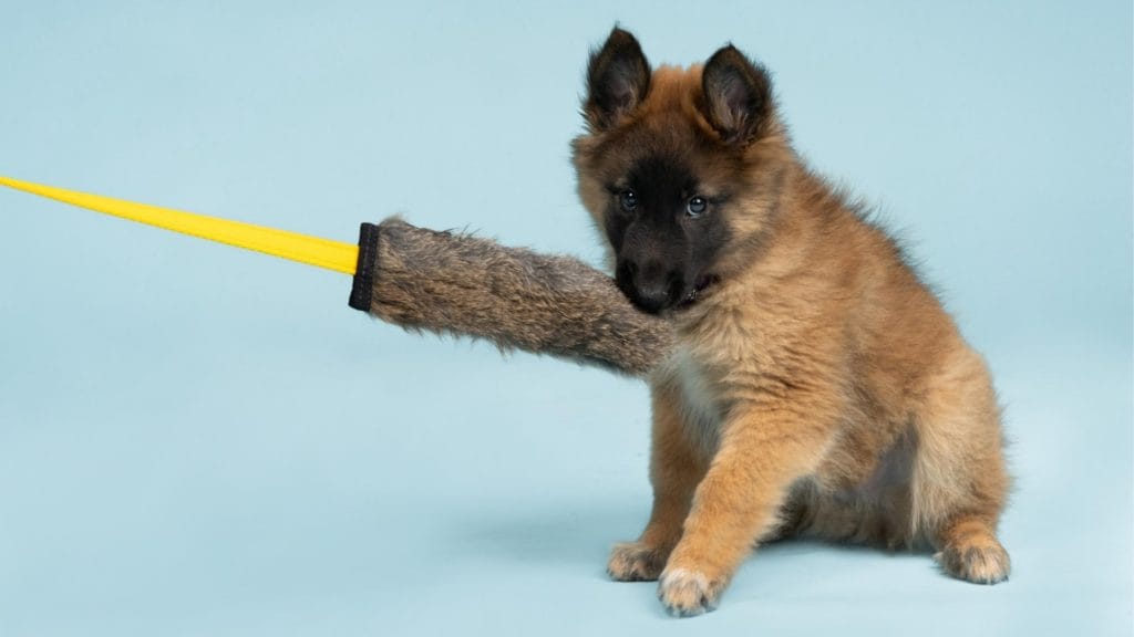 Jeu de tire à la corde pour chien