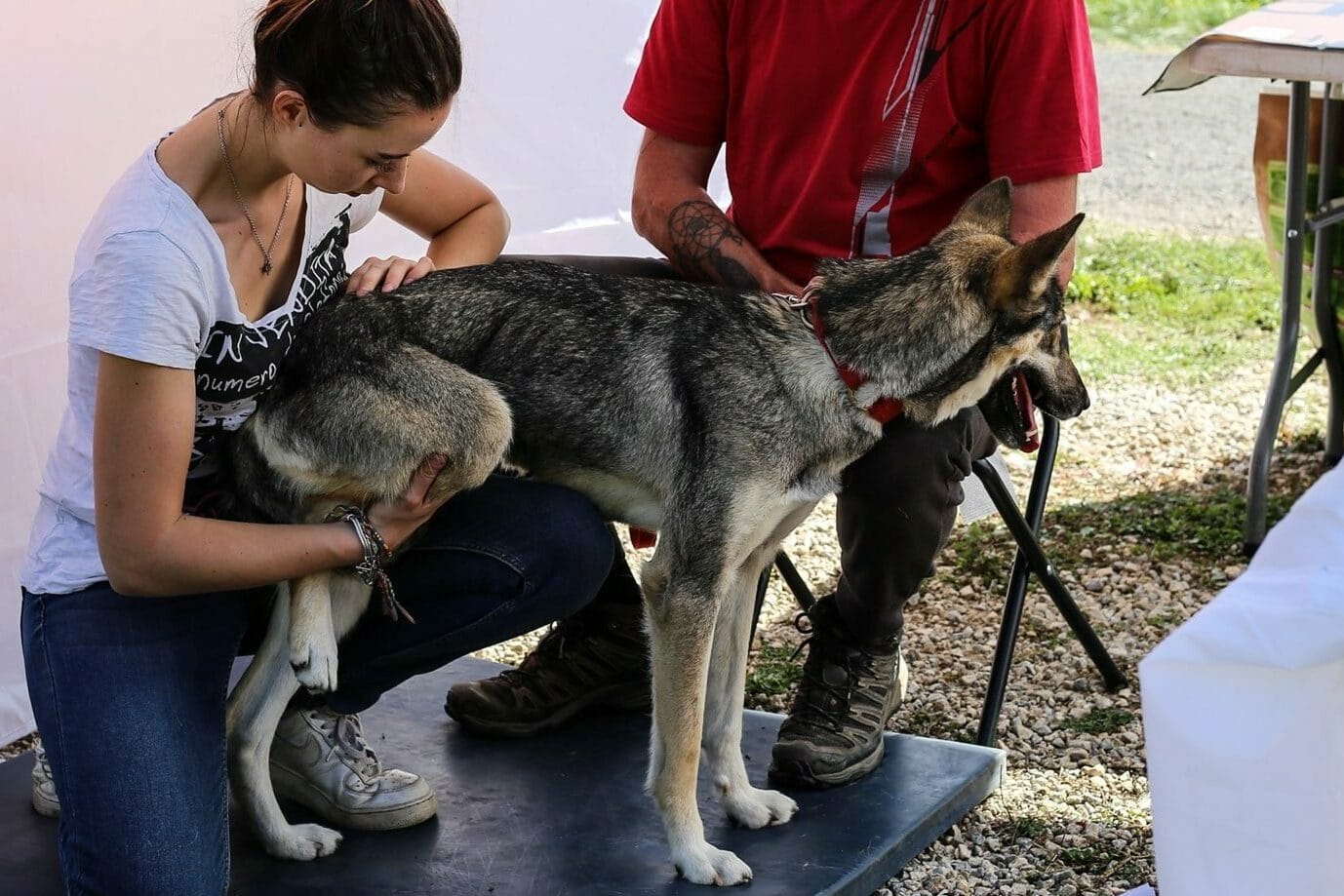 ostéopathie animale chez Cynoland par Mélissa Teofilo