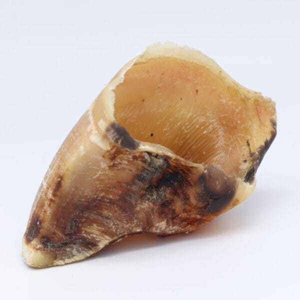 Sabots de veaux pour chiens