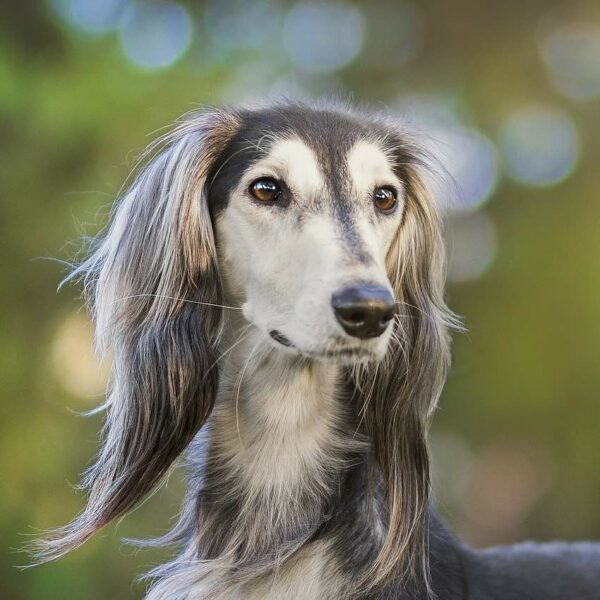 Croquettes pour chiens sans céréales