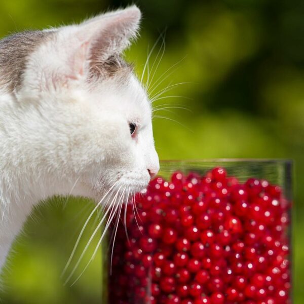 Sachet fraîcheur pour chat