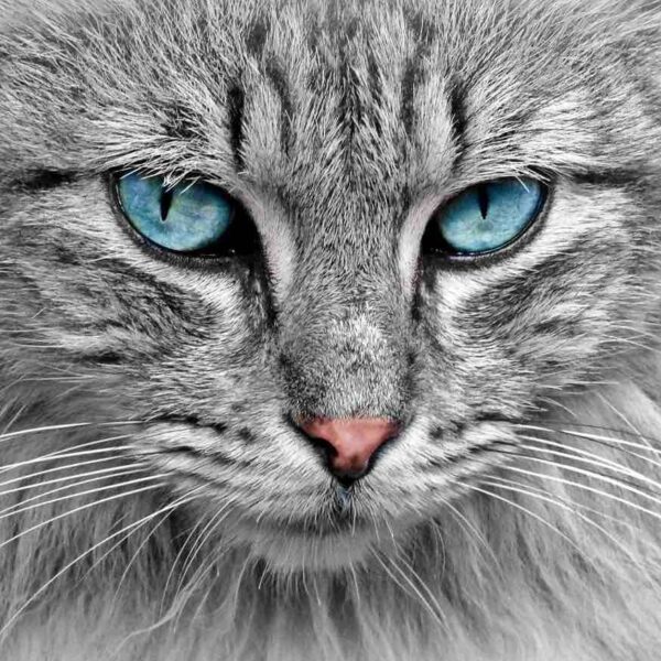 Croquettes pour chat adulte