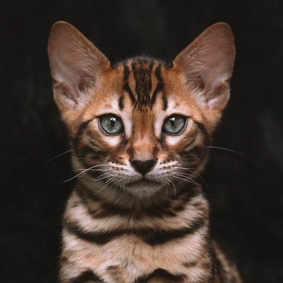 Aliments humides pour chatons