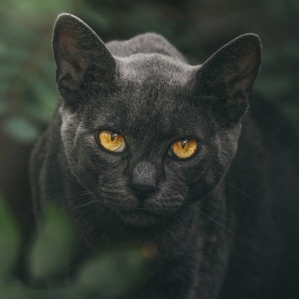 Croquettes sans céréales