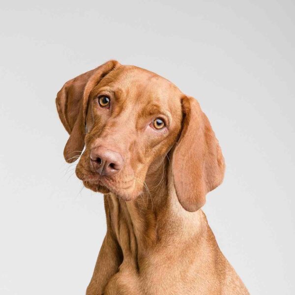 Croquettes pour chien junior