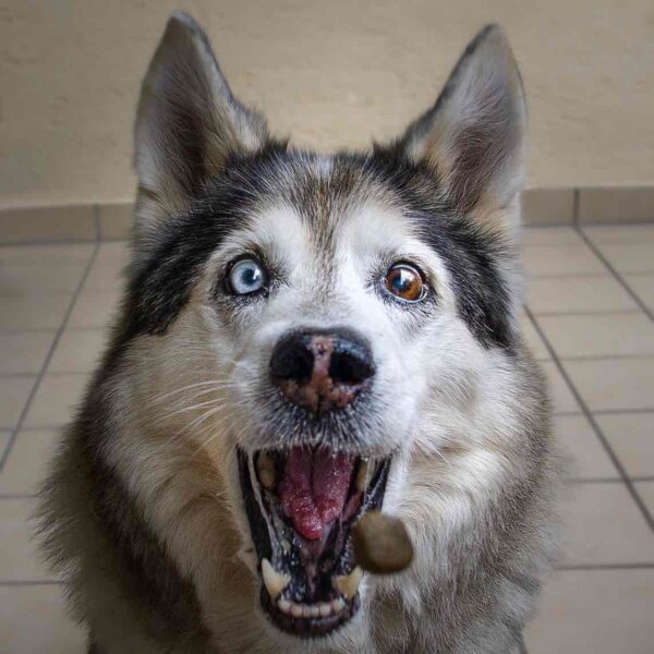 Croquettes pour chien sénior