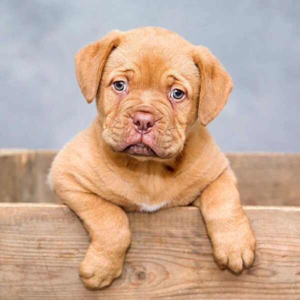 Croquettes pour chiot