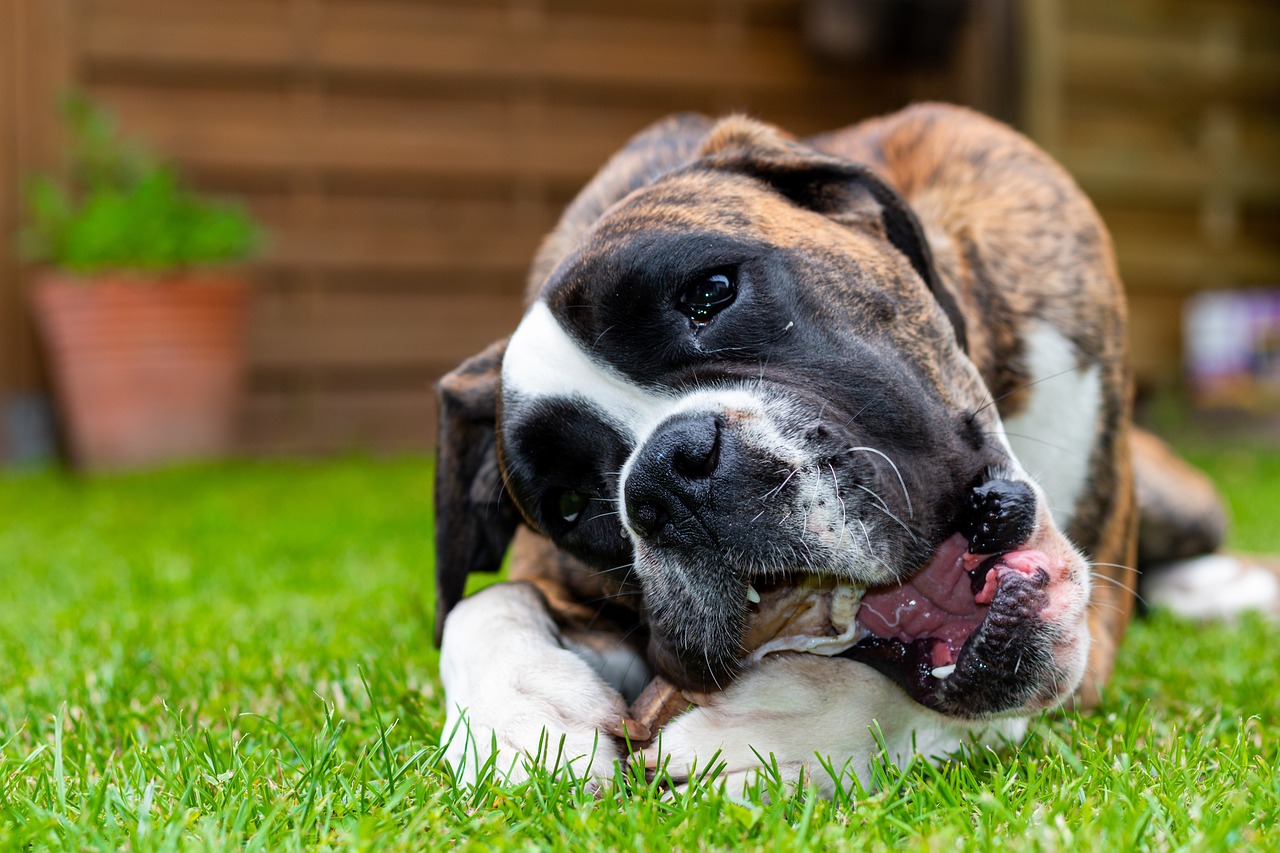 Friandises naturelles chien