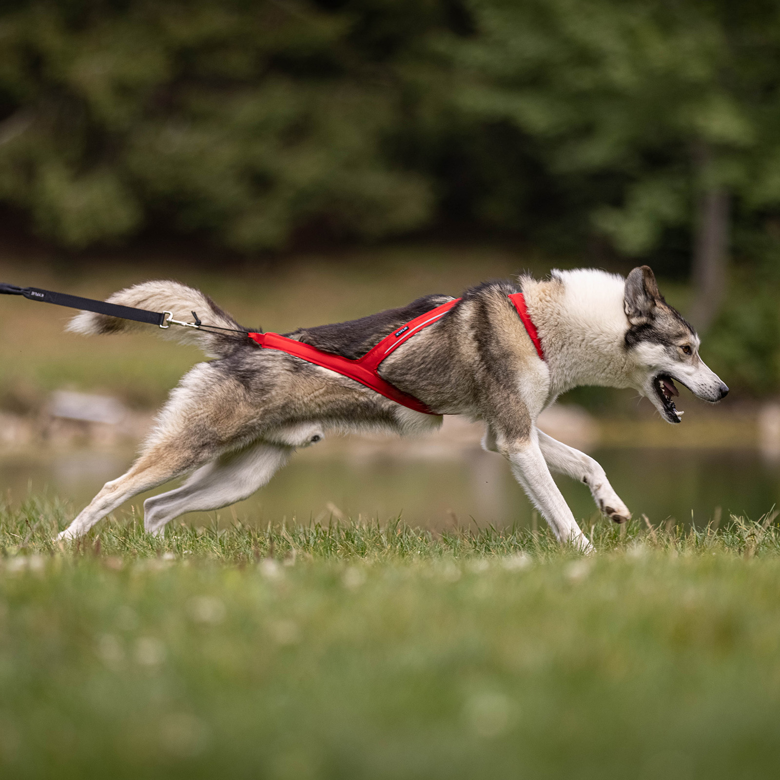 Harnais de canicross Ludus de Kyflie