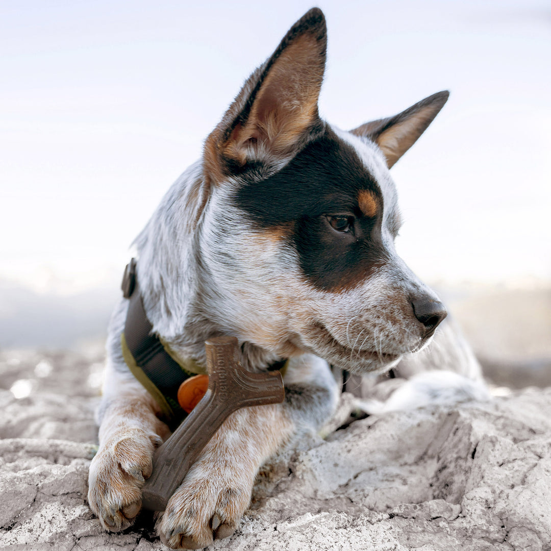 Benebone Maplestick Chiot