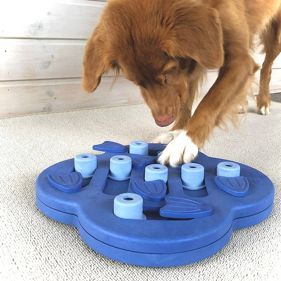 Dog Hide N Slide Puzzle pour chien