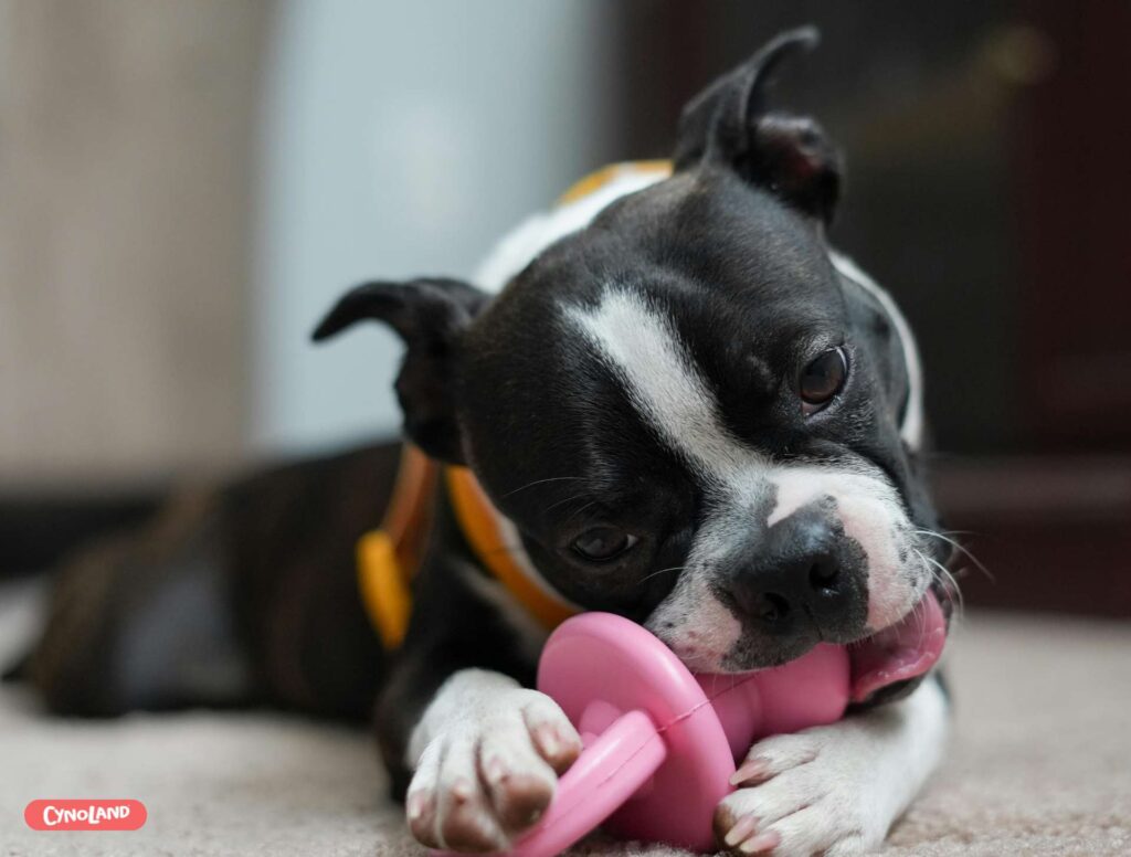 Jouets indestructibles pour chiens