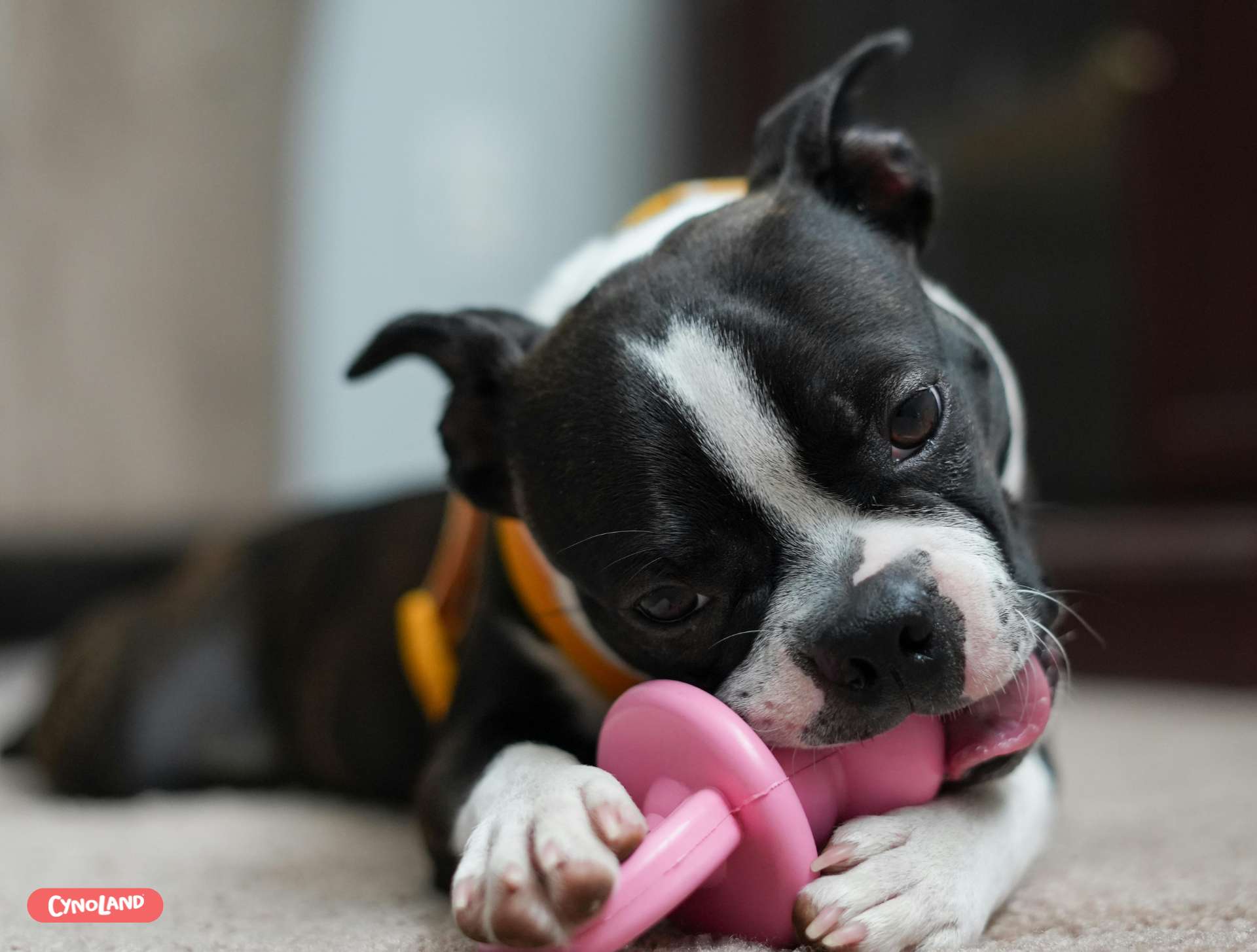 Jouets indestructibles pour chiens