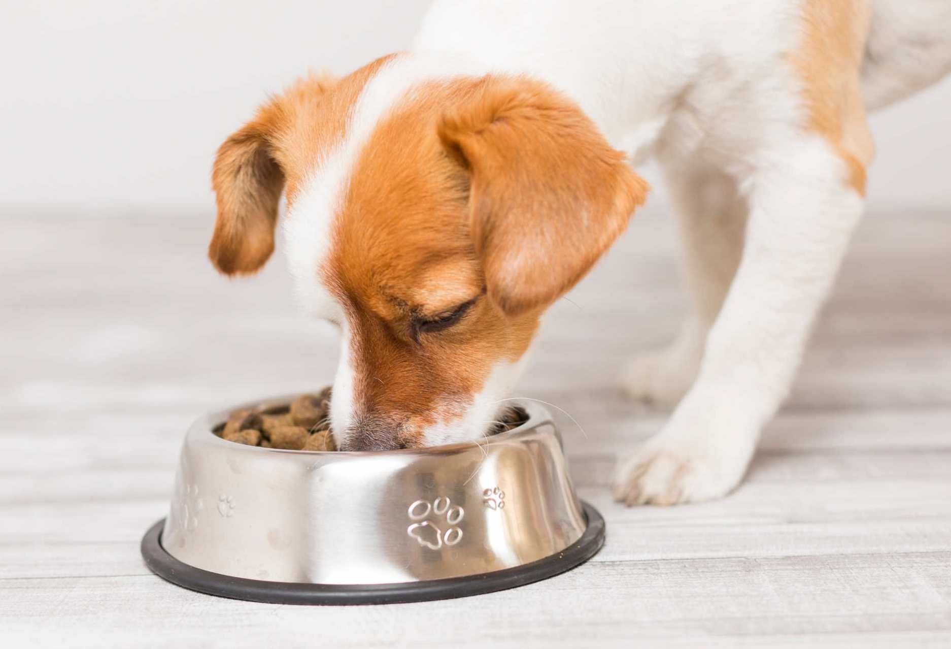 Mon chien mange trop vite