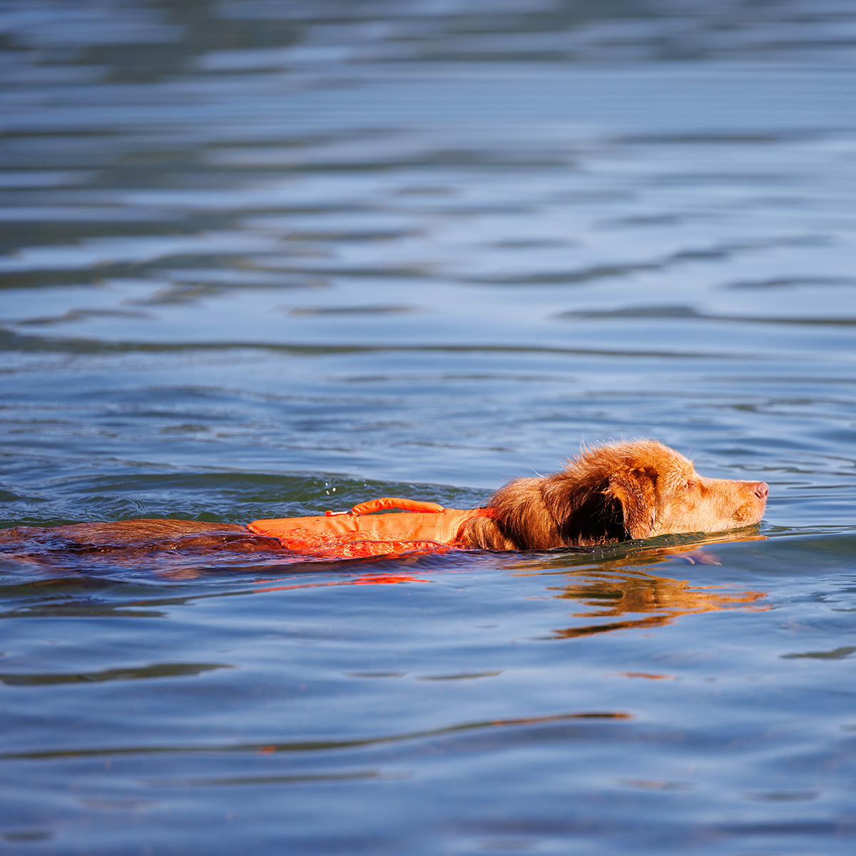 Harnais de flottaison Nomad de Kyflie pour chien