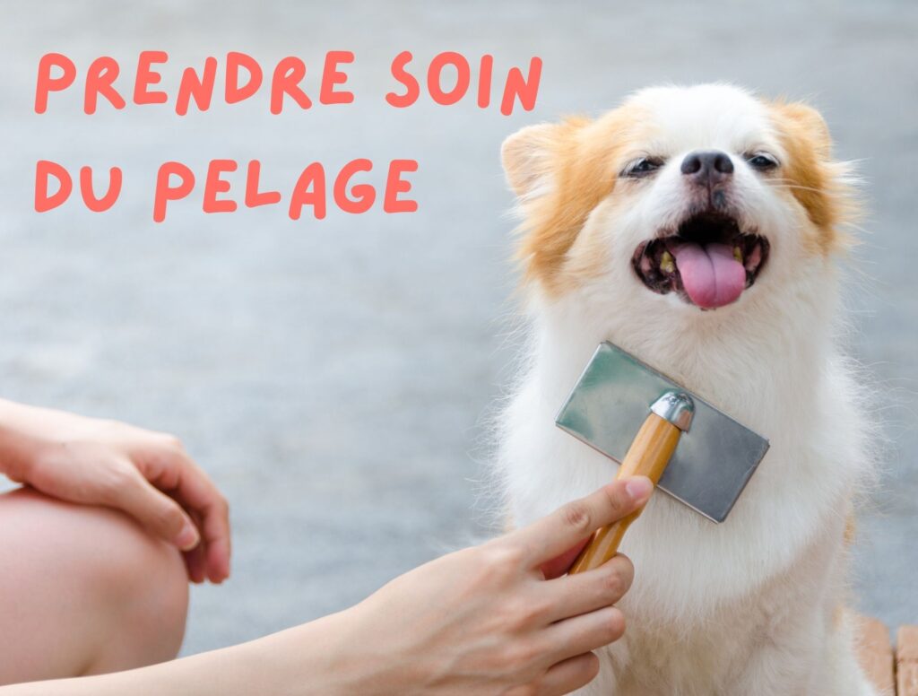 Prendre soin du pelage de votre chien ou chat