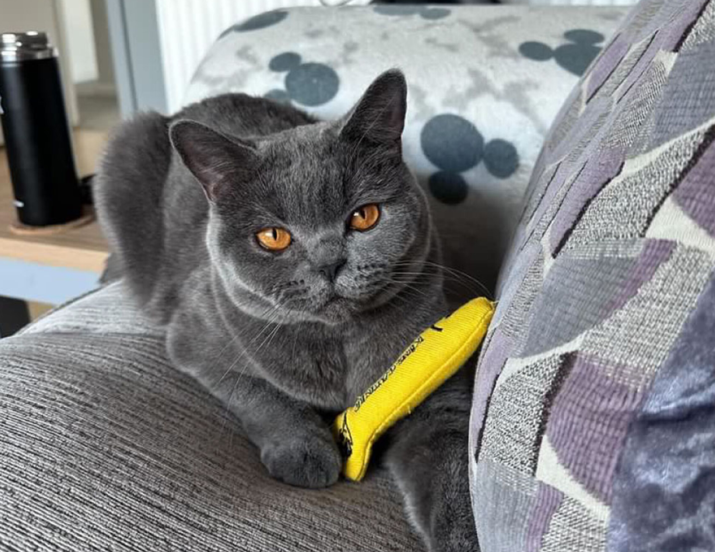 King Catnip Sprat jouet pour chat