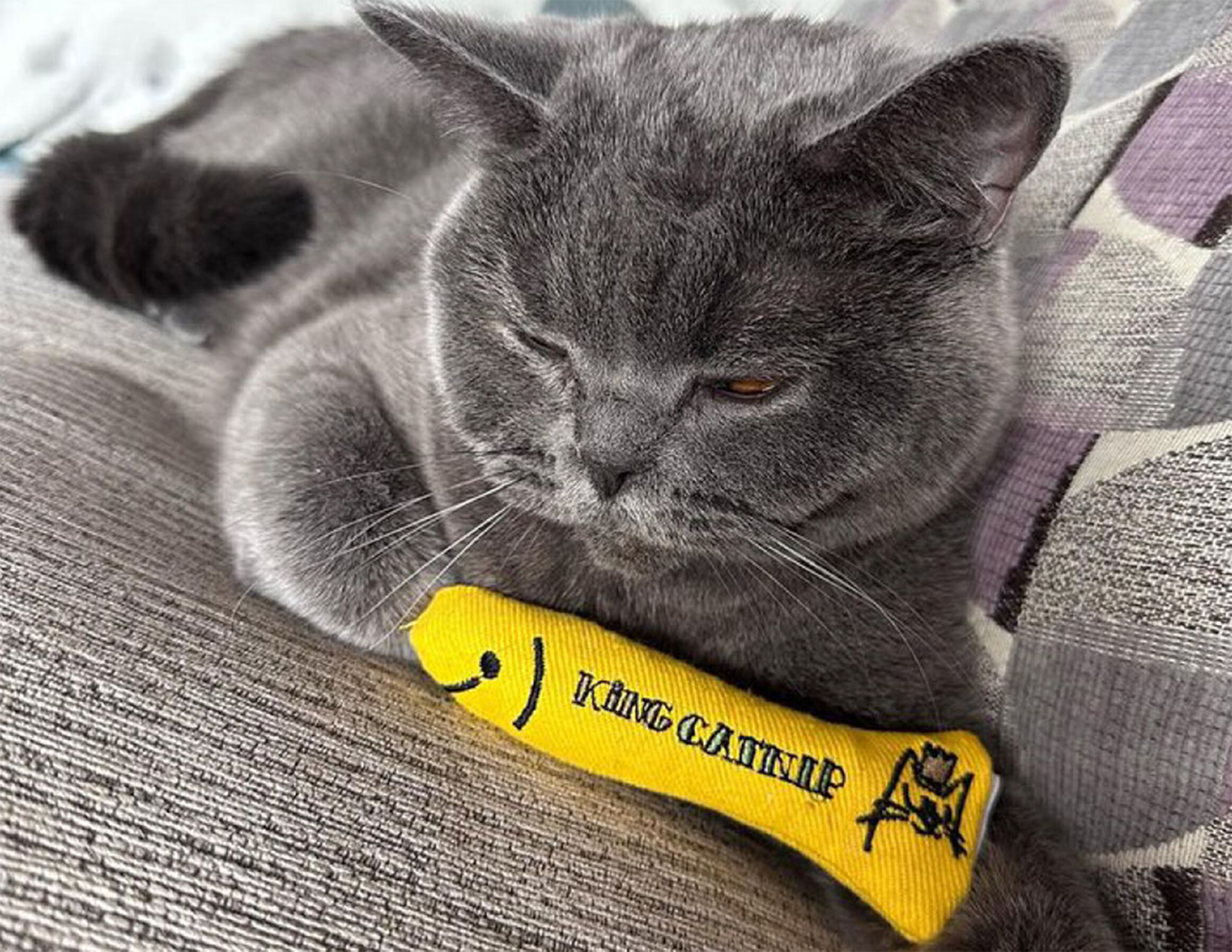 King Catnip Sprat jouet pour chat