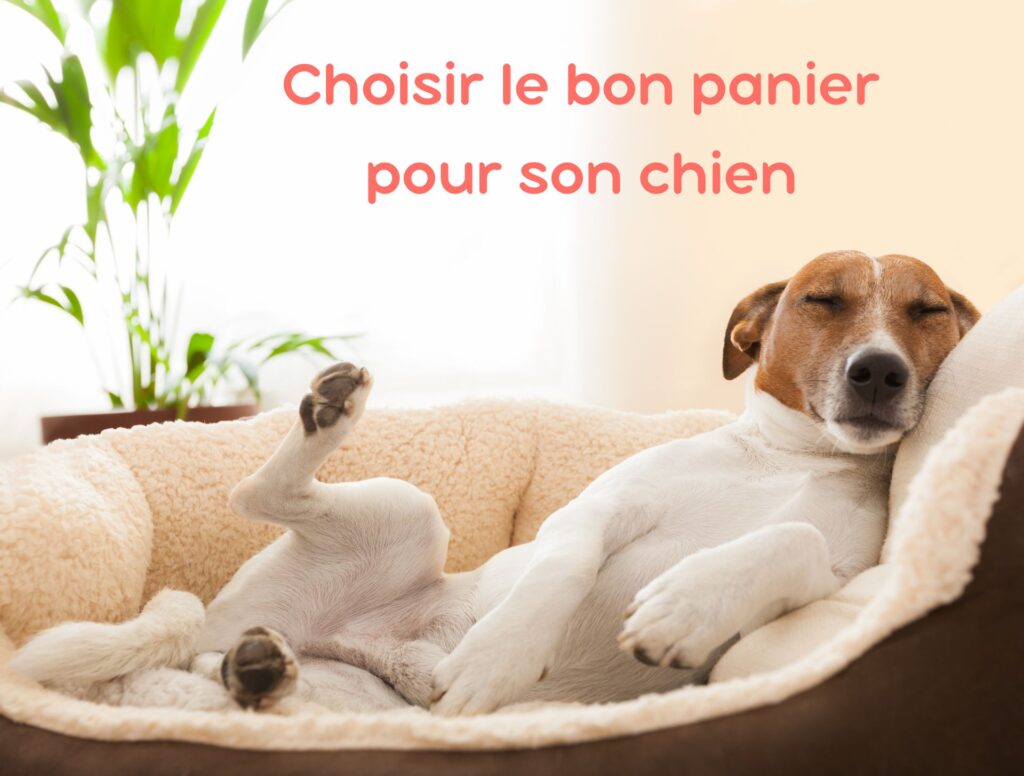 Choisir le bon panier pour son chien