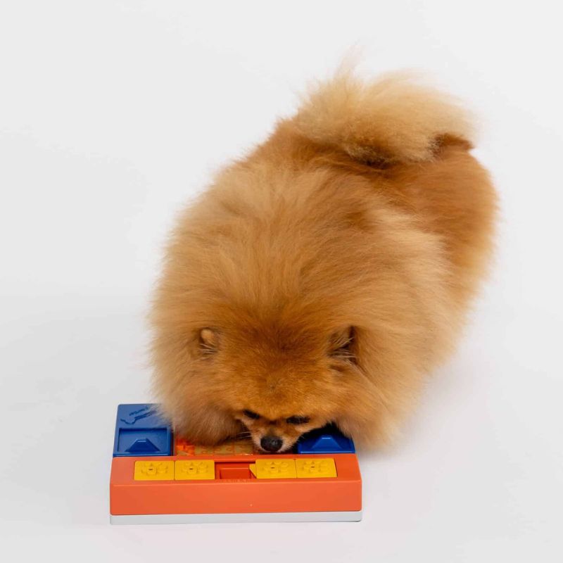 Pack Débutant Pawzler puzzle pour chien